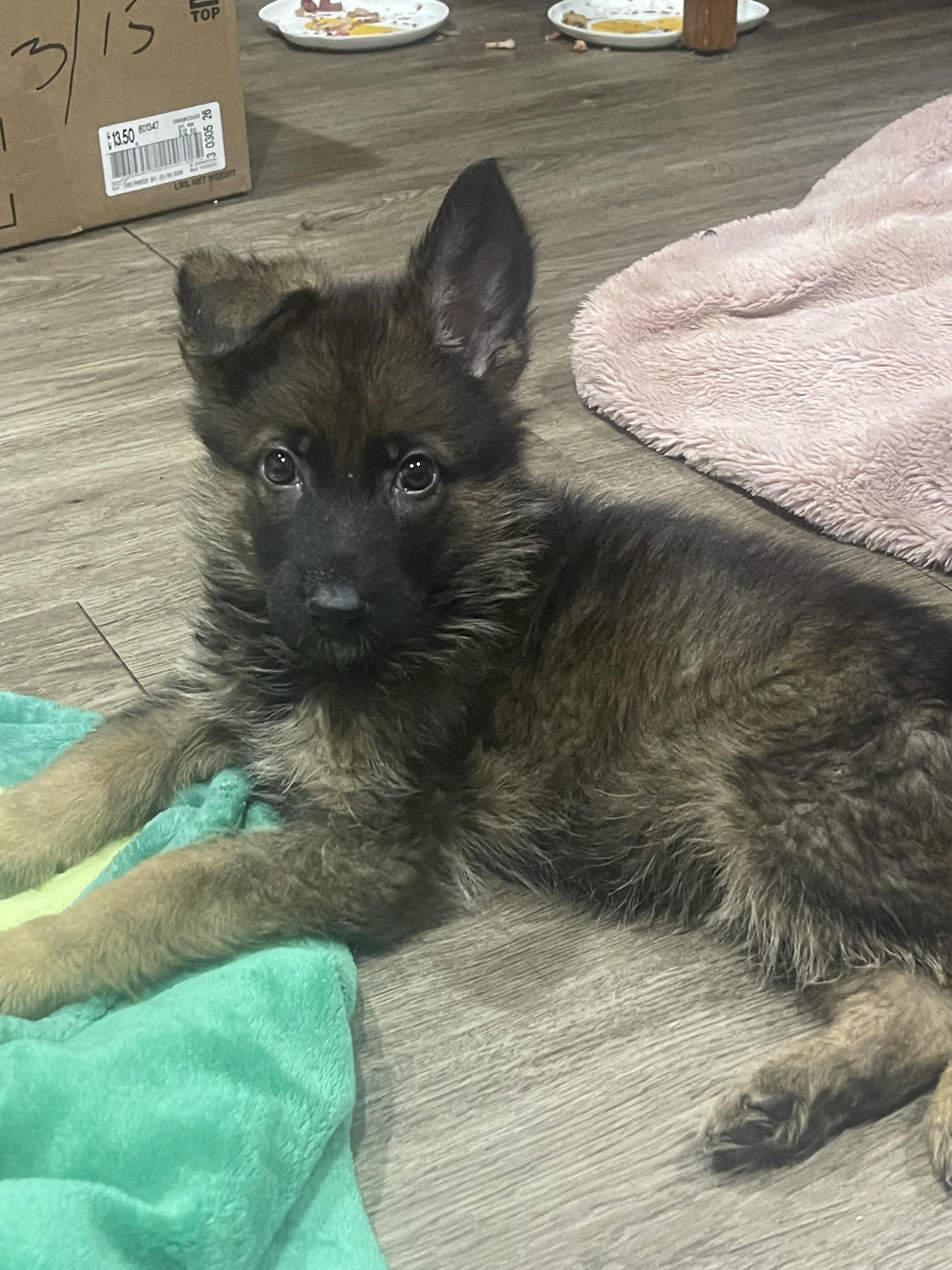 Enlarge Marcus, a ADOPTABLE German Shepherd Dog in Northlake, IL image 4/4
