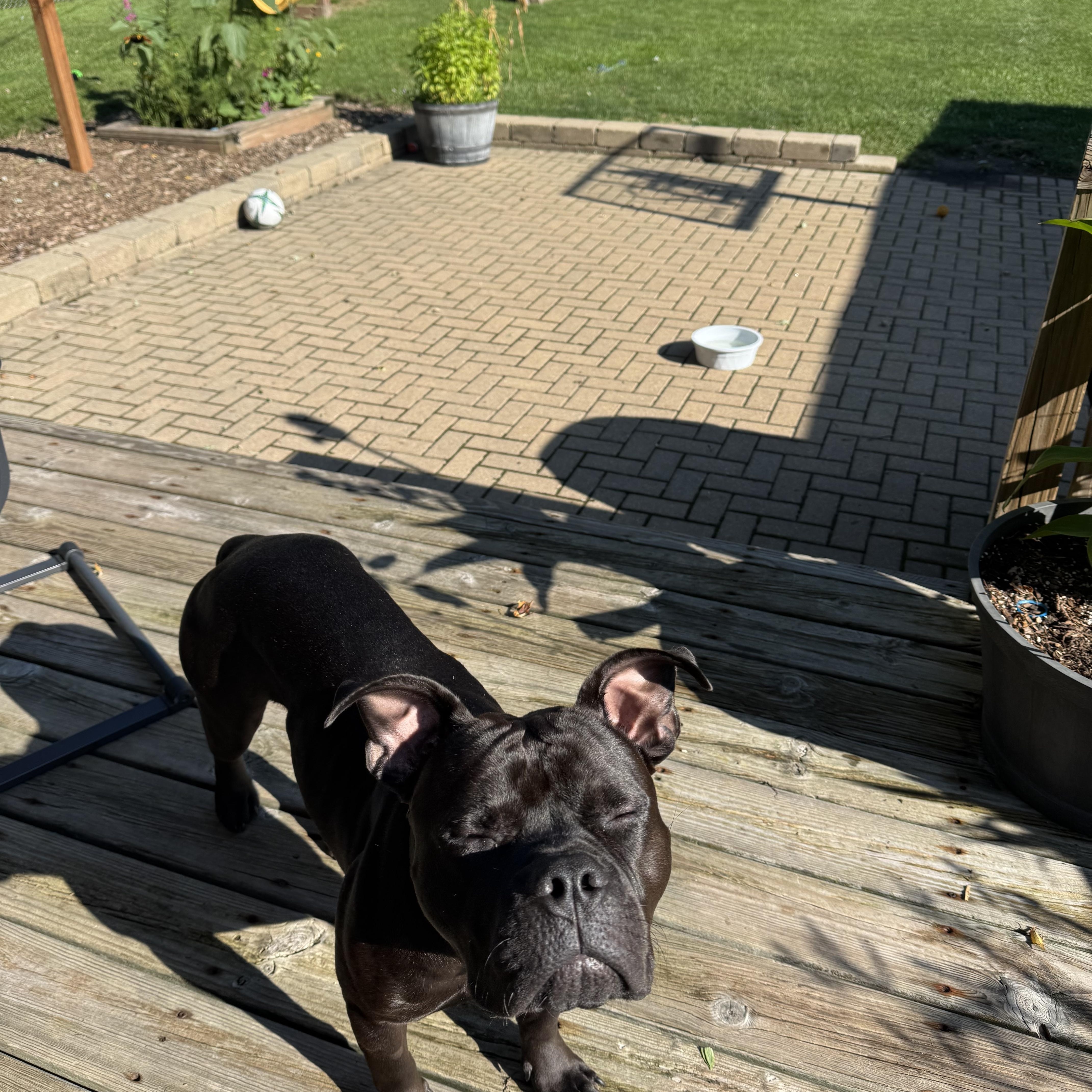 Enlarge Jimmy Hendrix, a Adoptable mixed breed in Cary, IL image 2/5