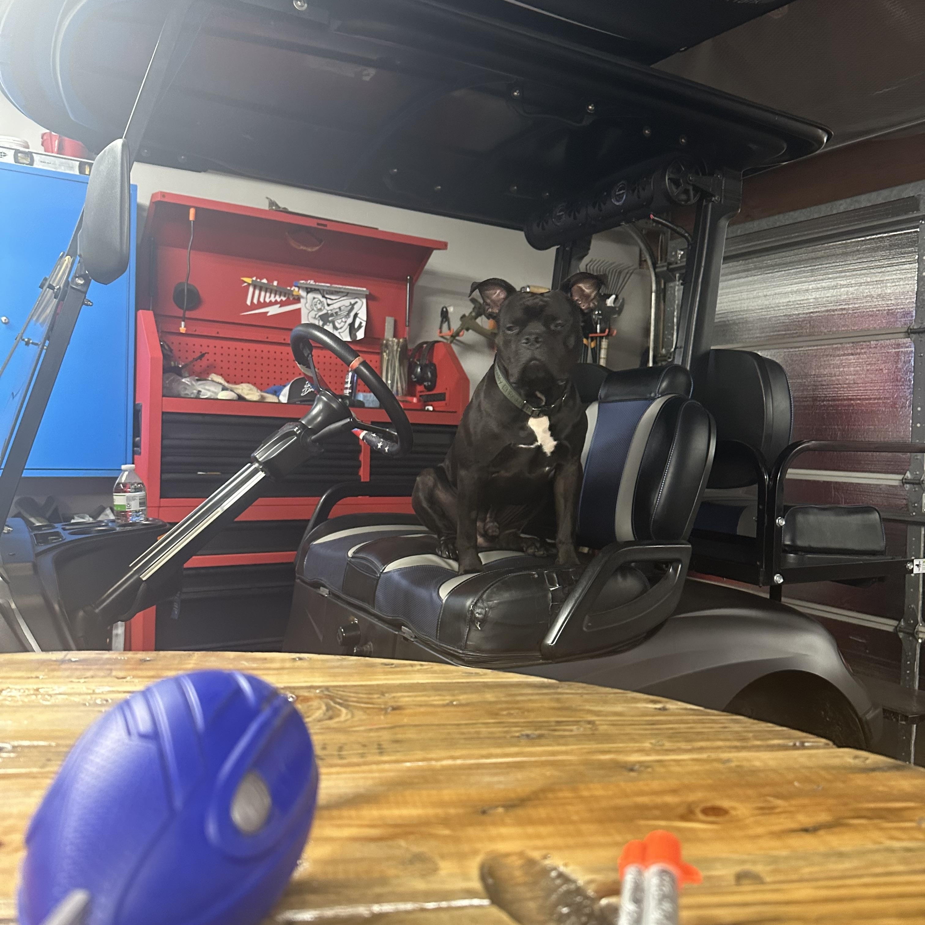 Enlarge Jimmy Hendrix, a Adoptable mixed breed in Cary, IL image 3/5