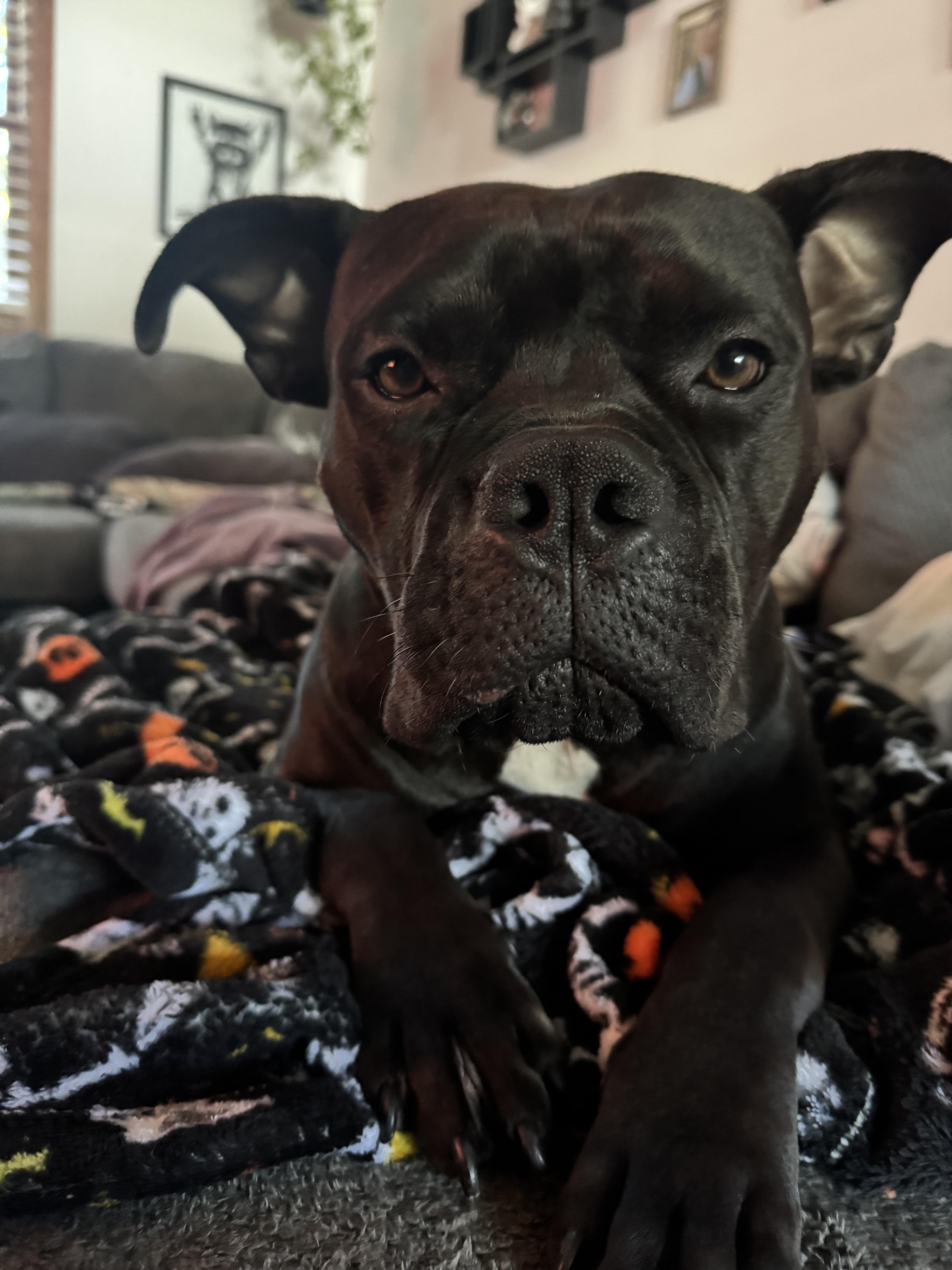 Enlarge Jimmy Hendrix, a Adoptable mixed breed in Cary, IL image 5/5