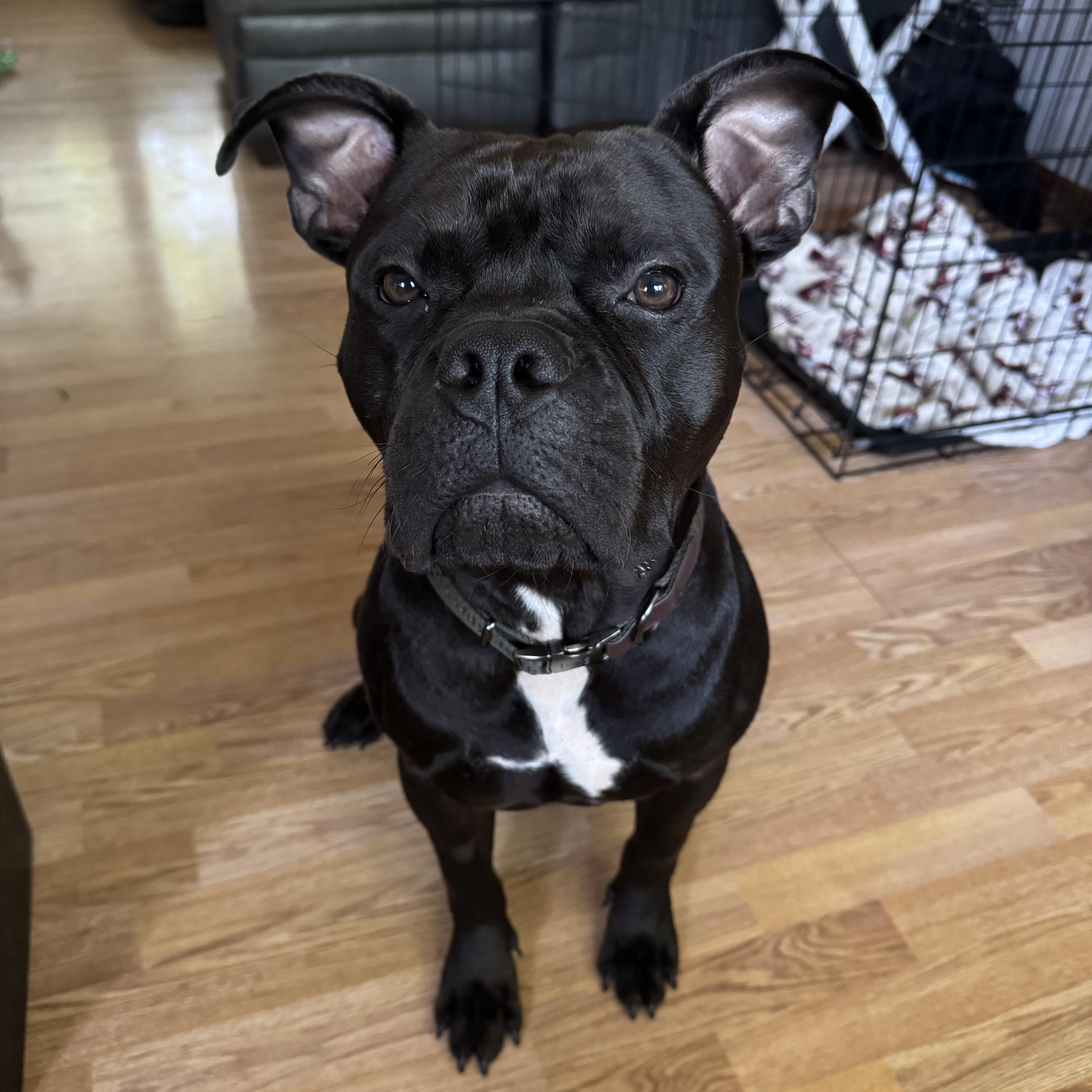 Jimmy Hendrix, Adoptable, Young Male American Bully.