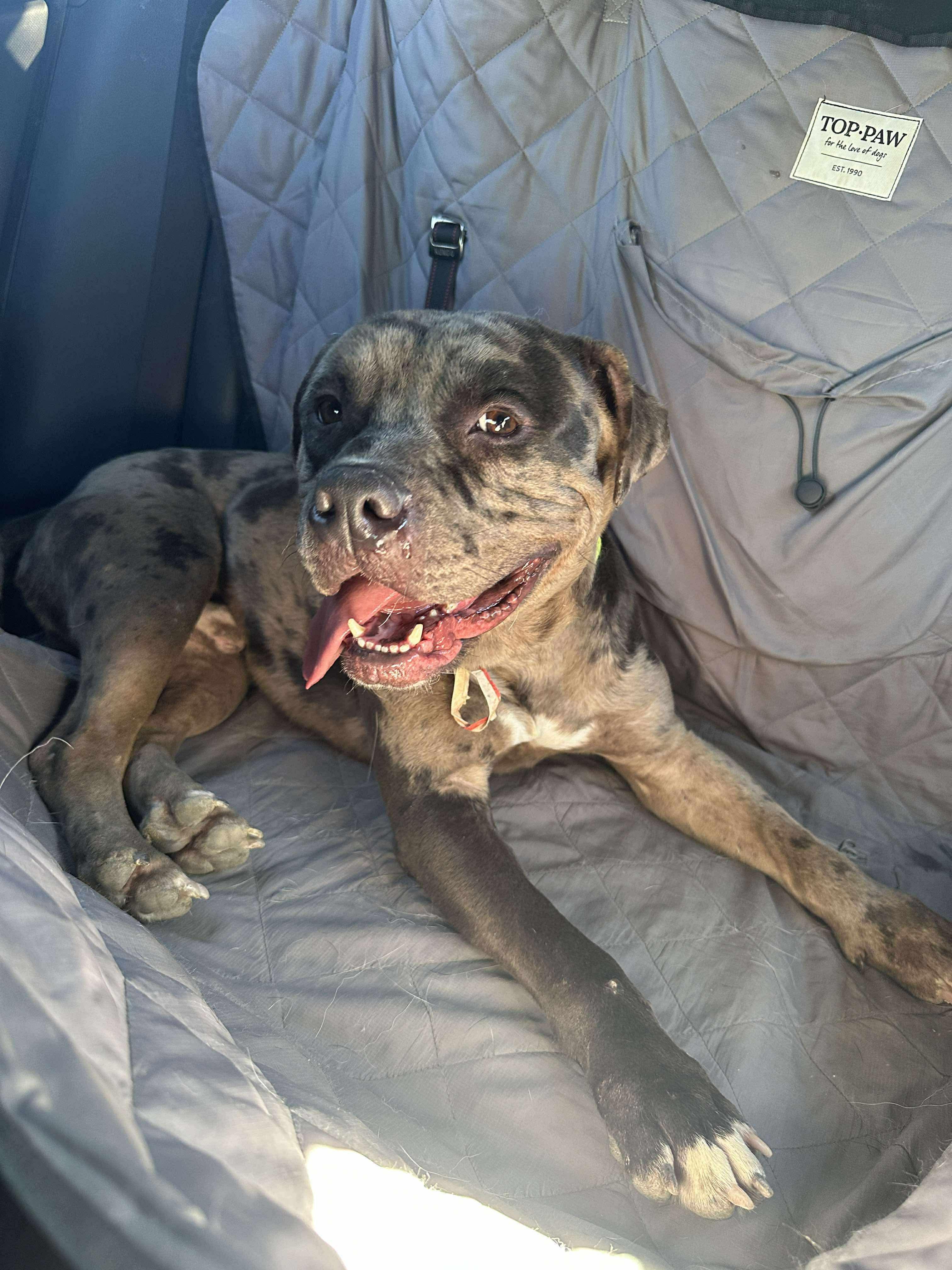 Enlarge Biscuit, an adopted Pit Bull Terrier in Las Vegas, NV image 1/1