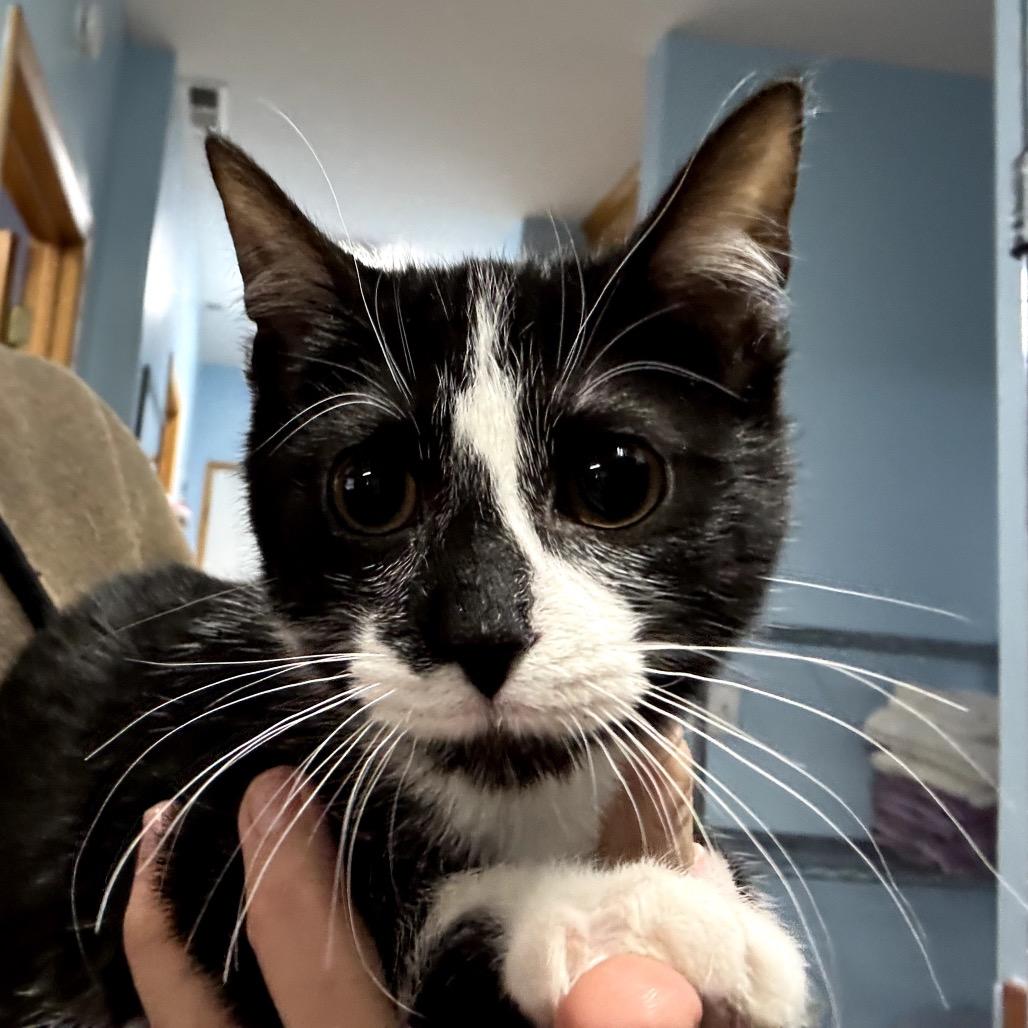 Fishbait, Adoptable, Kitten Female Domestic Short Hair.