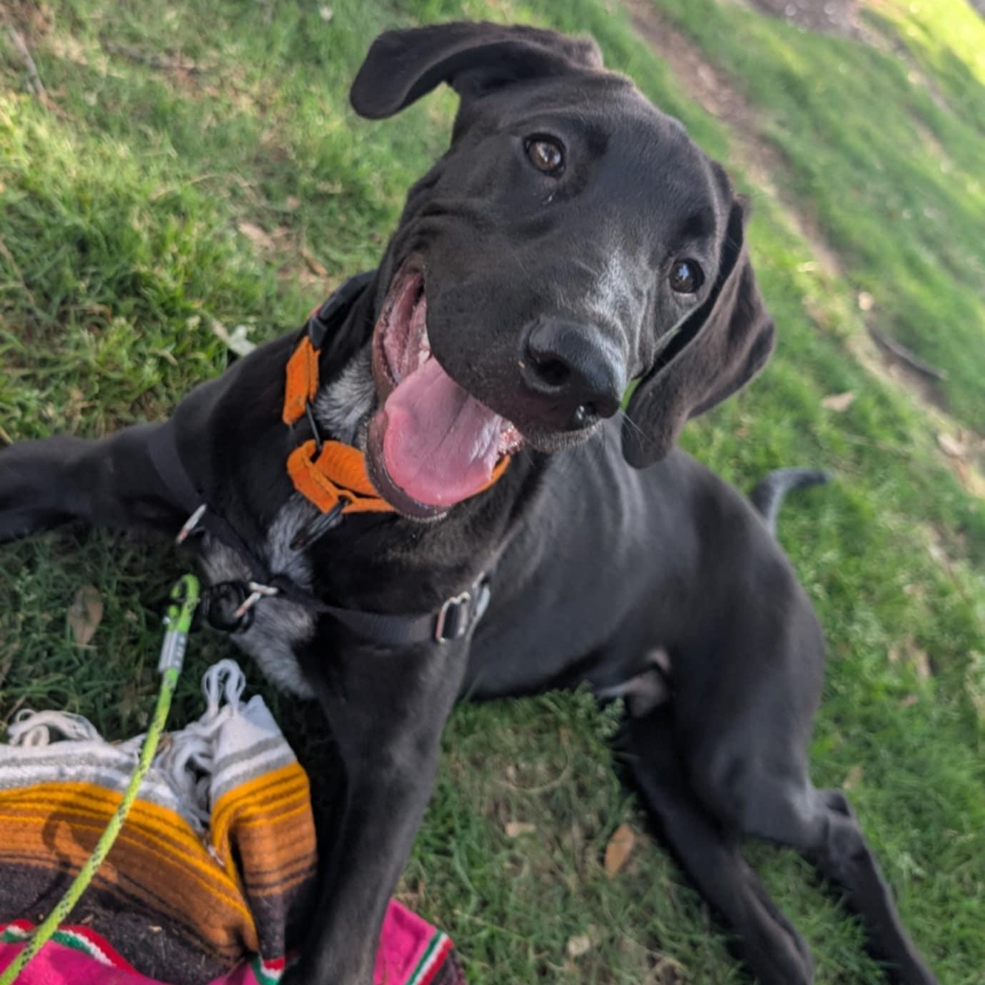 Blitzen, Baby Male Doberman Pinscher