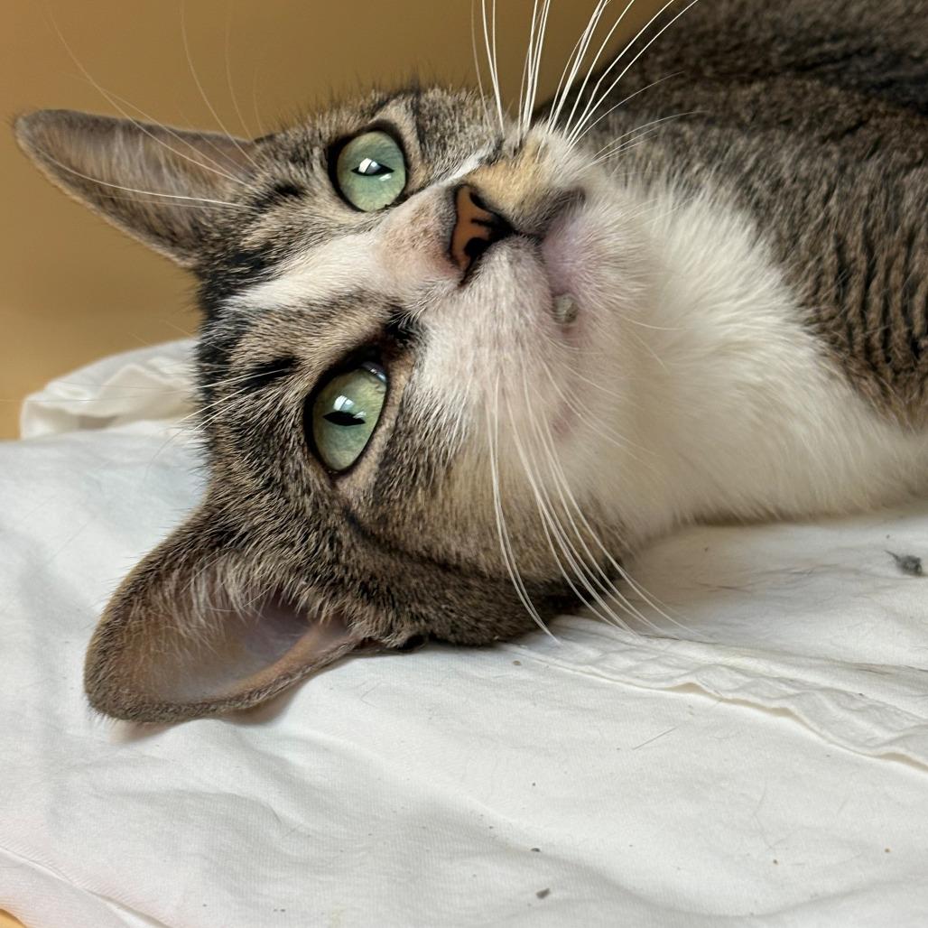 Enlarge Holly, a Adoptable Domestic Short Hair in East Hanover, NJ image 1/3