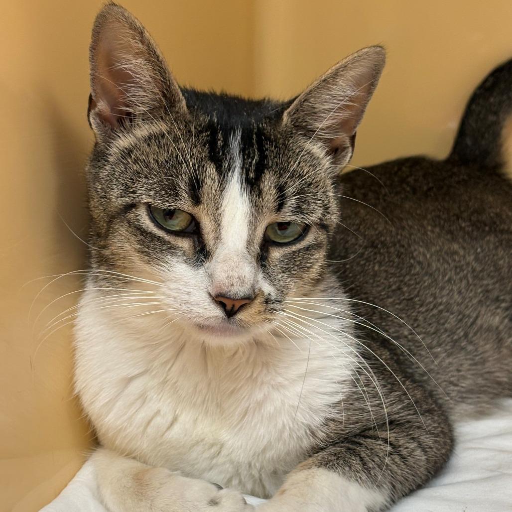 Enlarge Holly, a Adoptable Domestic Short Hair in East Hanover, NJ image 2/3