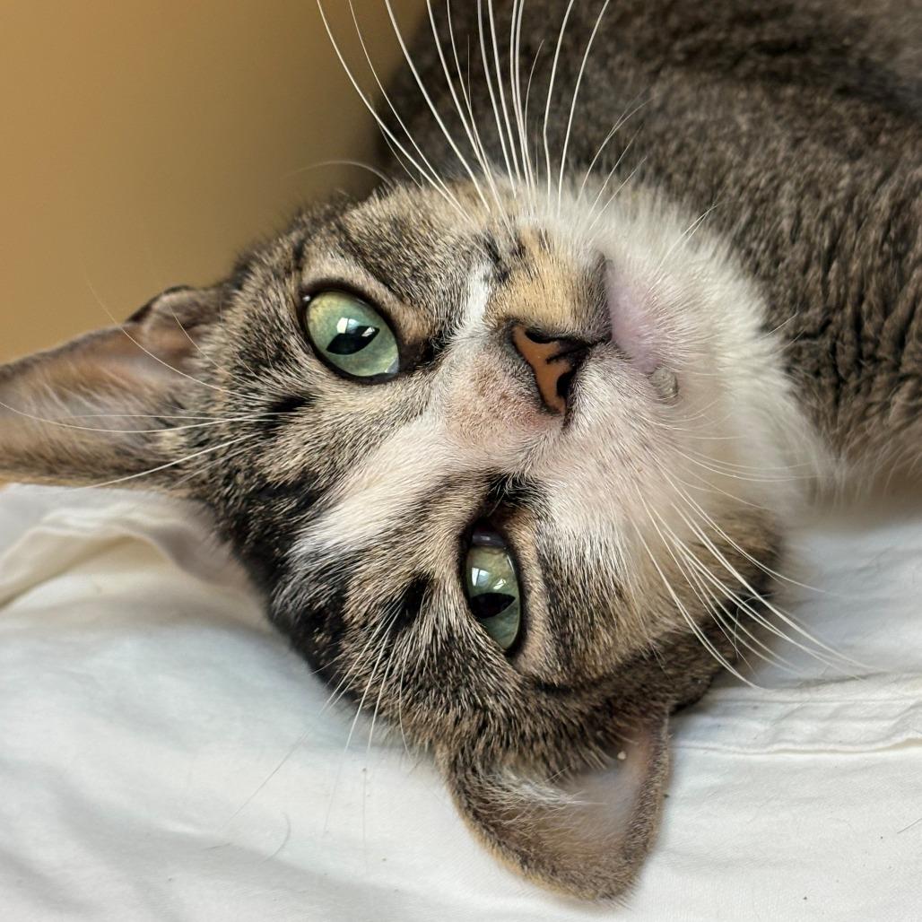 Enlarge Holly, a Adoptable Domestic Short Hair in East Hanover, NJ image 3/3