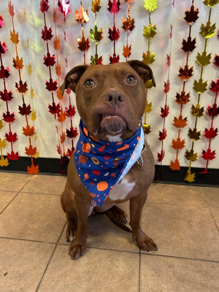 Kasey, Adoptable, Adult Female Pit Bull Terrier.