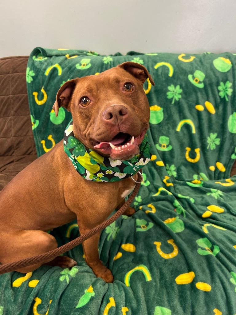 Kasey, Adoptable, Adult Female Pit Bull Terrier.