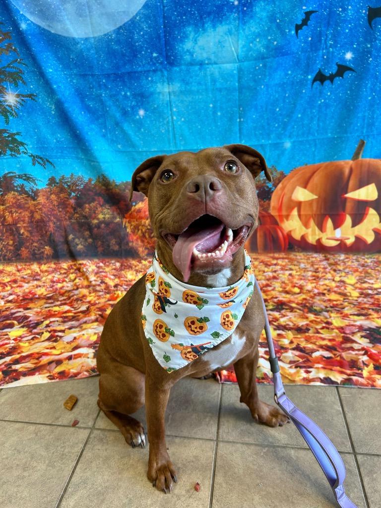 Kasey, Adoptable, Adult Female Pit Bull Terrier.