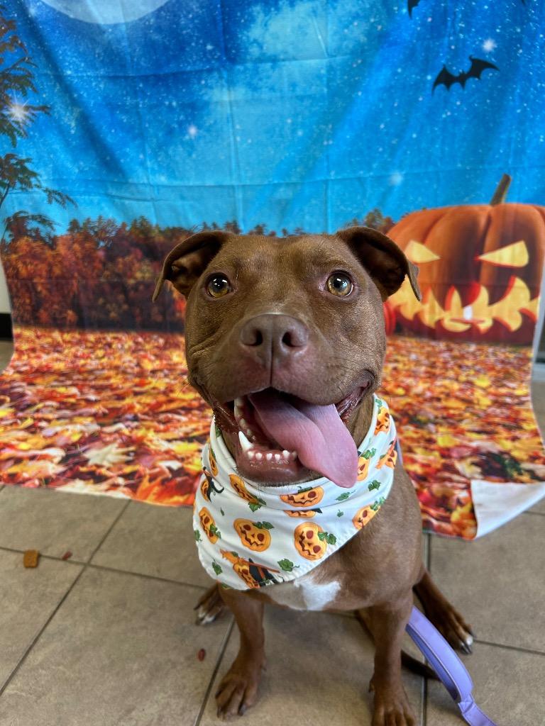 Enlarge Kasey, a Adoptable Pit Bull Terrier in Marion, OH image 2/4