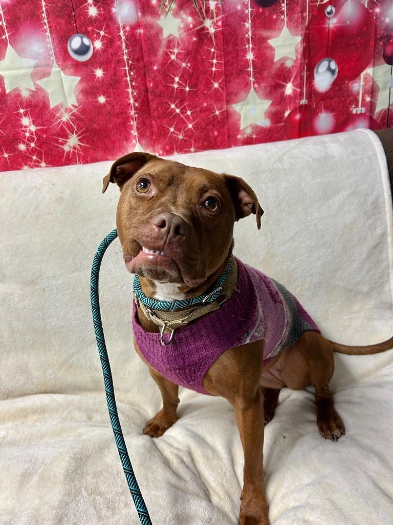 Enlarge Kasey, a Adoptable Pit Bull Terrier in Marion, OH image 2/6