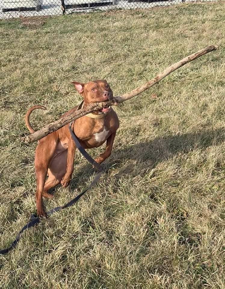 Enlarge Kasey, a Adoptable Pit Bull Terrier in Marion, OH image 3/6