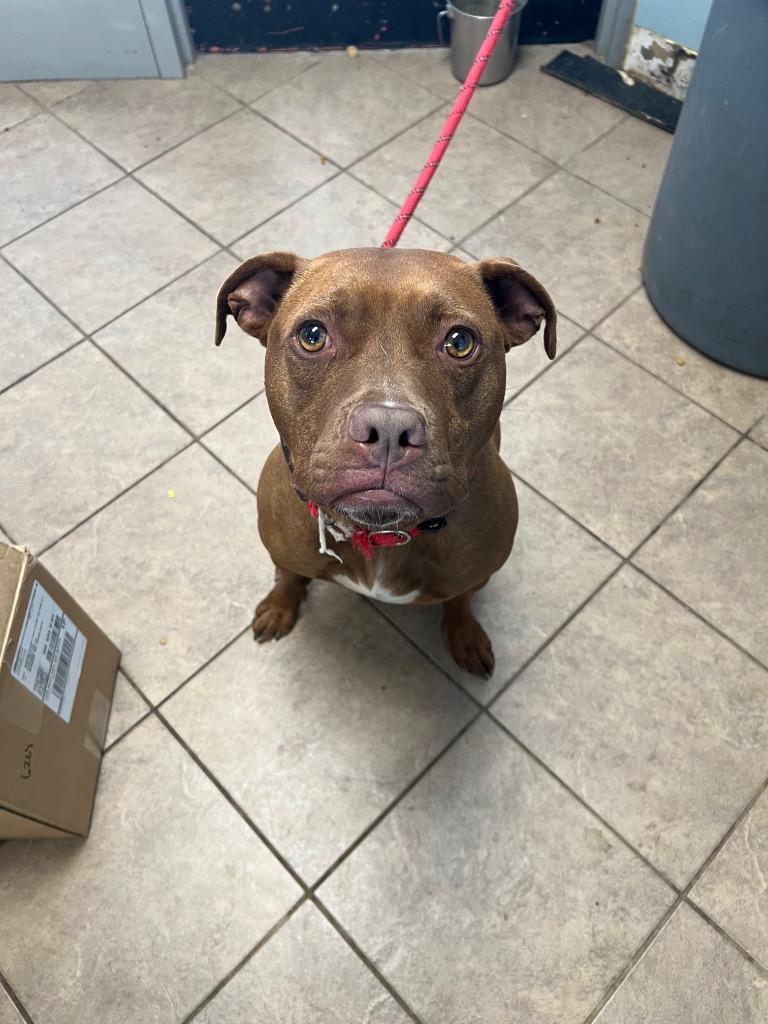 Enlarge Kasey, a Adoptable Pit Bull Terrier in Marion, OH image 4/4