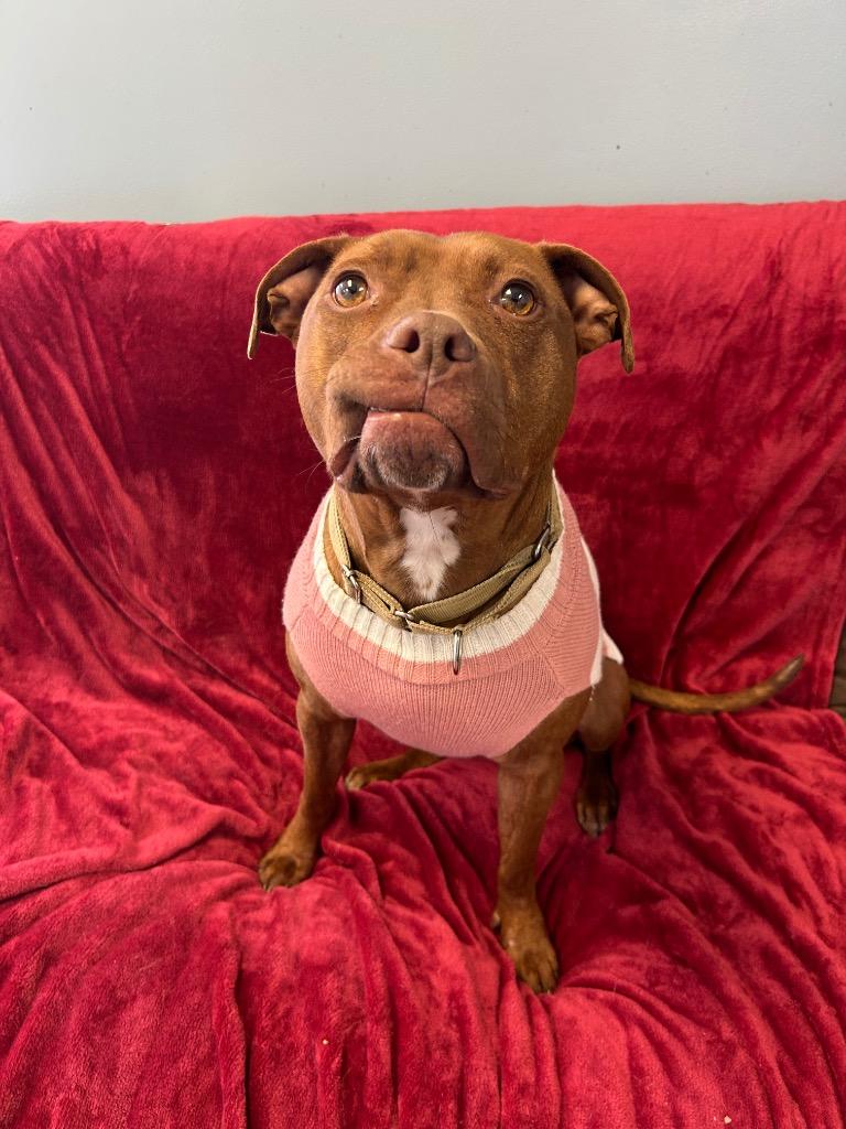 Enlarge Kasey, a Adoptable Pit Bull Terrier in Marion, OH image 6/6