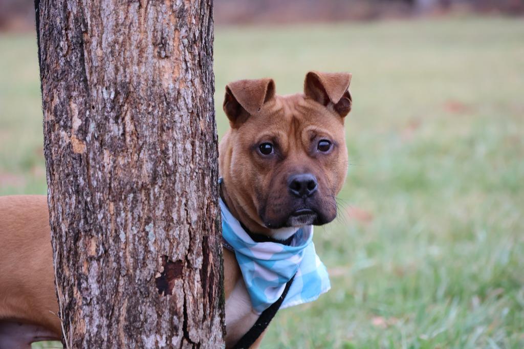 Fellow, Adoptable, Adult Male Mixed Breed.