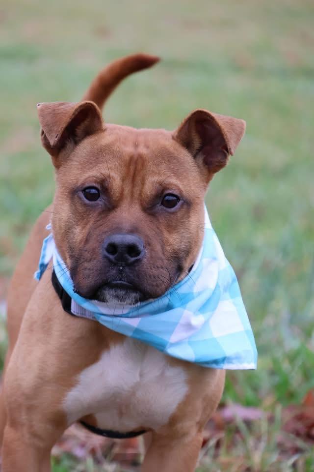 Fellow, Adoptable, Adult Male Mixed Breed.