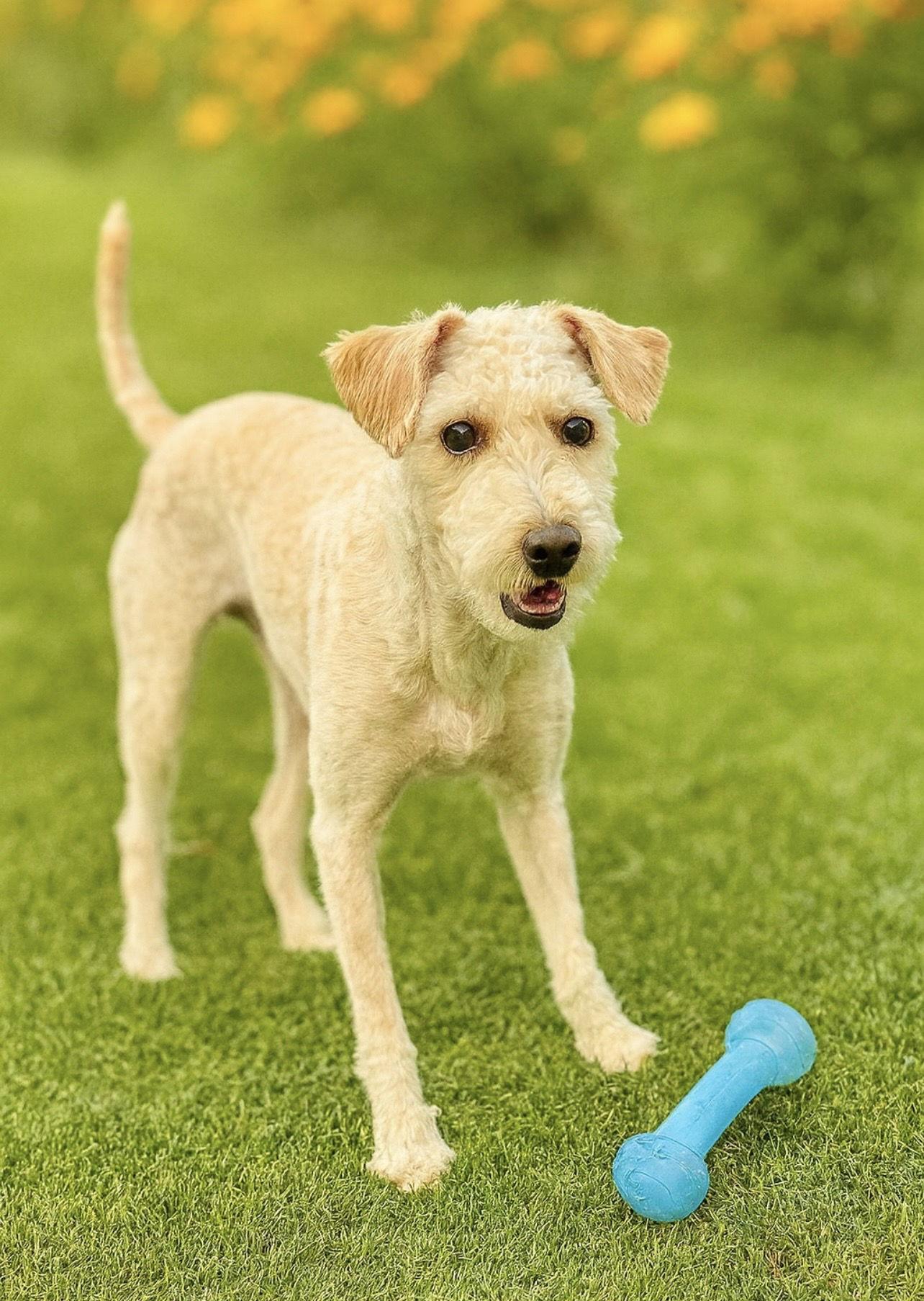 Enlarge Oso, a Adoptable mixed breed in Orange, CA image 1/1