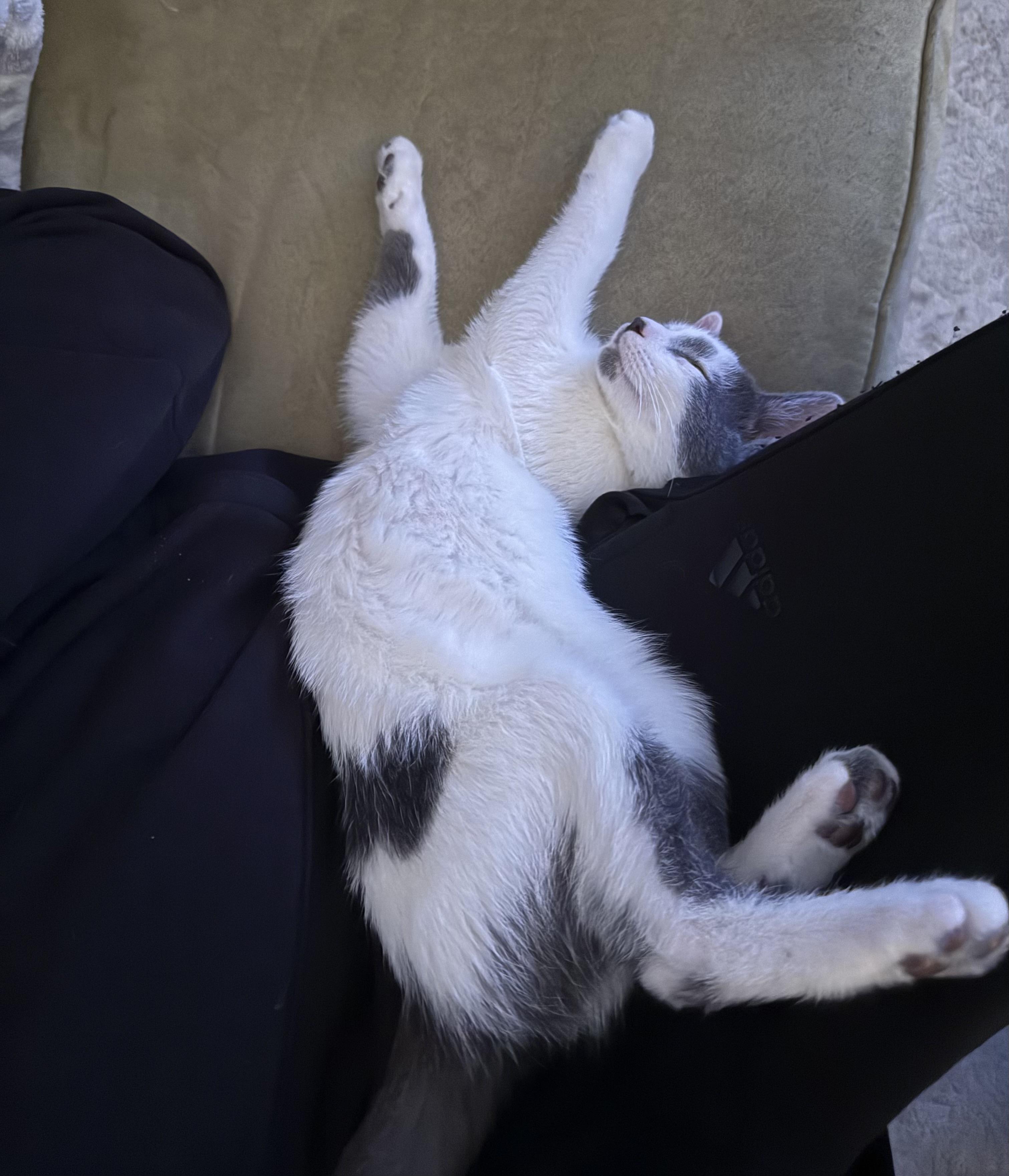 Enlarge Biscuit (Brother of Cool Whip), an adopted Domestic Short Hair in Cortland, NY image 4/4