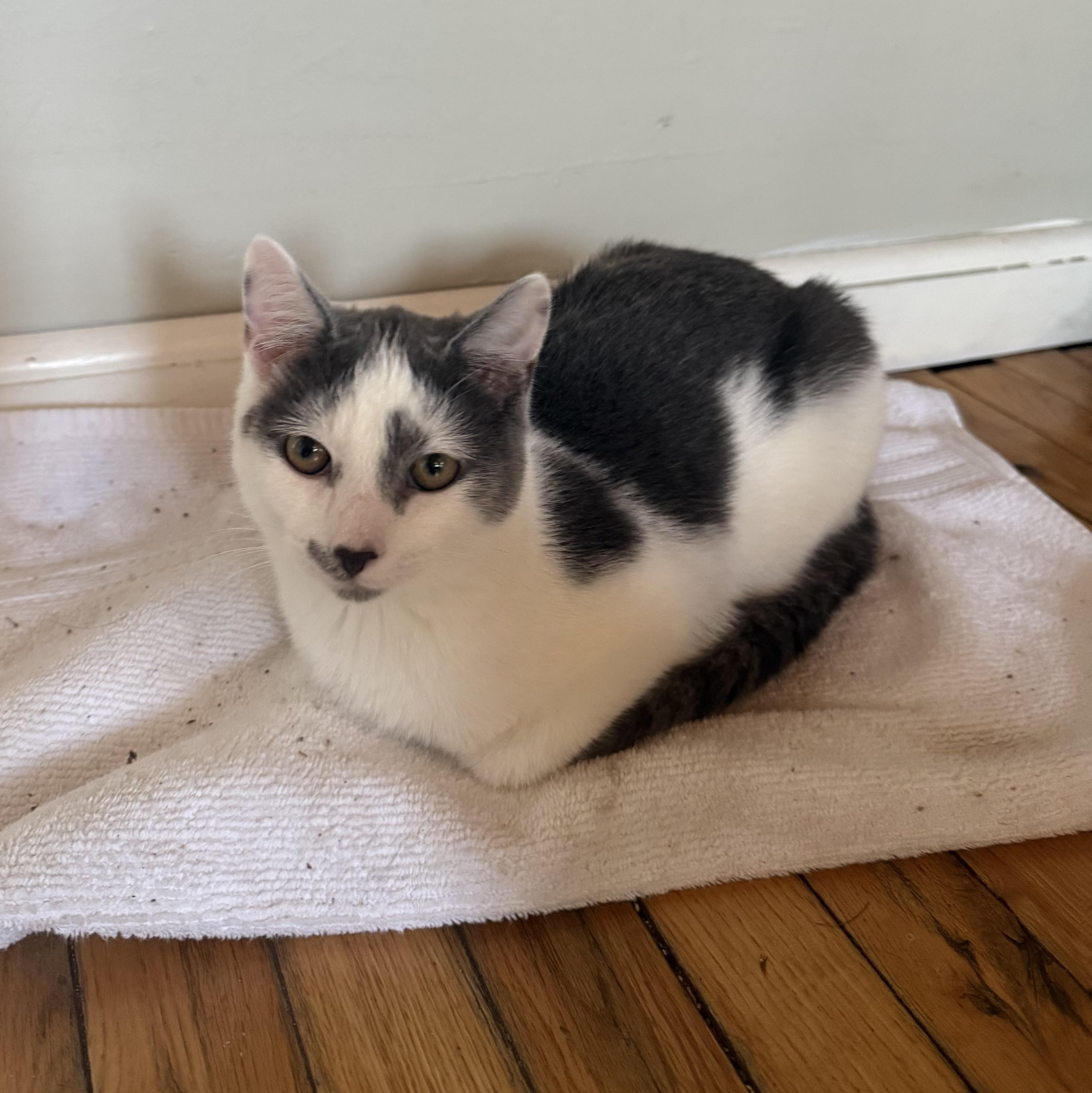 Enlarge Biscuit (Brother of Cool Whip), an adopted Domestic Short Hair in Cortland, NY image 2/4