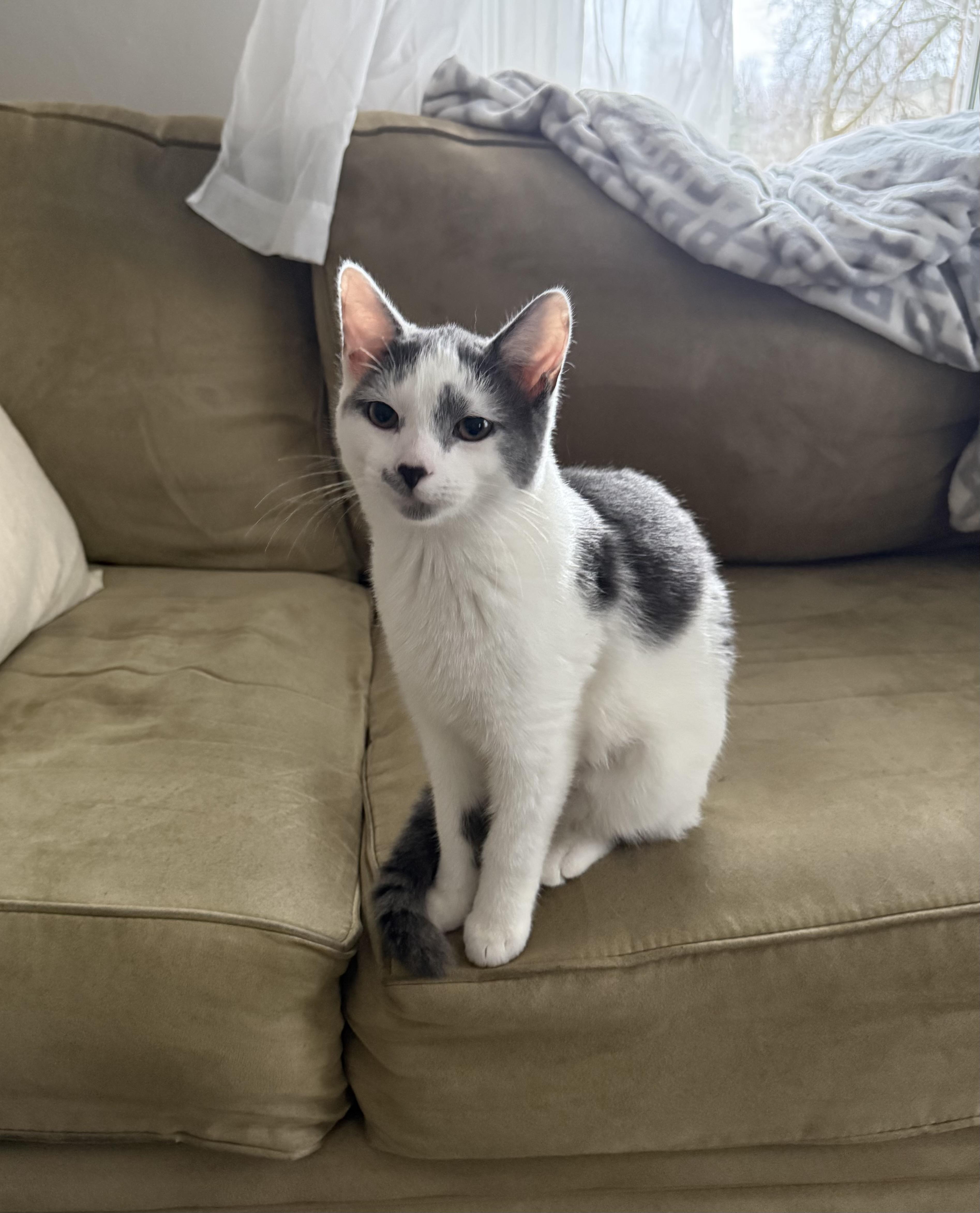 Biscuit (Brother of Cool Whip), adopted, Kitten Male Domestic Short Hair.