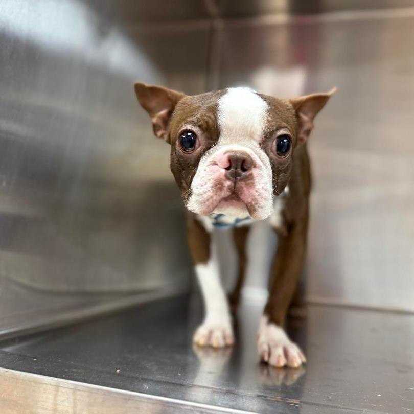 Hamilton (Hammi), Adoptable, Adult Male Boston Terrier.