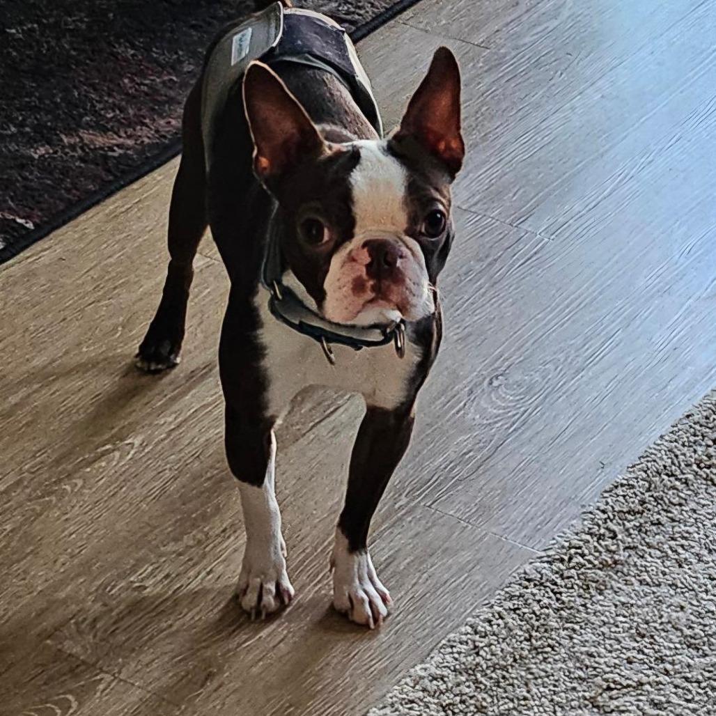 Hamilton (Hammi), a Adoptable Boston Terrier in Sinking Spring, PA image 2/3