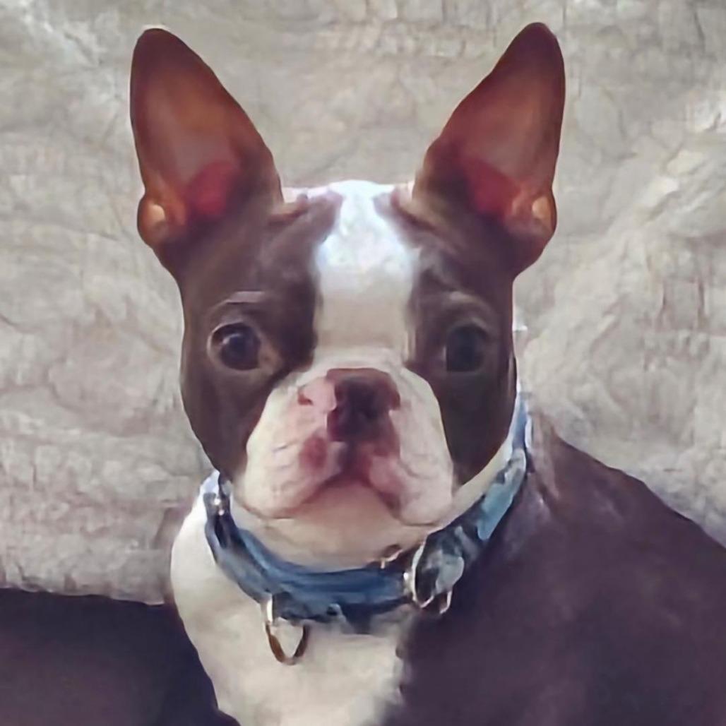 Hamilton (Hammi), a Adoptable Boston Terrier in Sinking Spring, PA image 3/3
