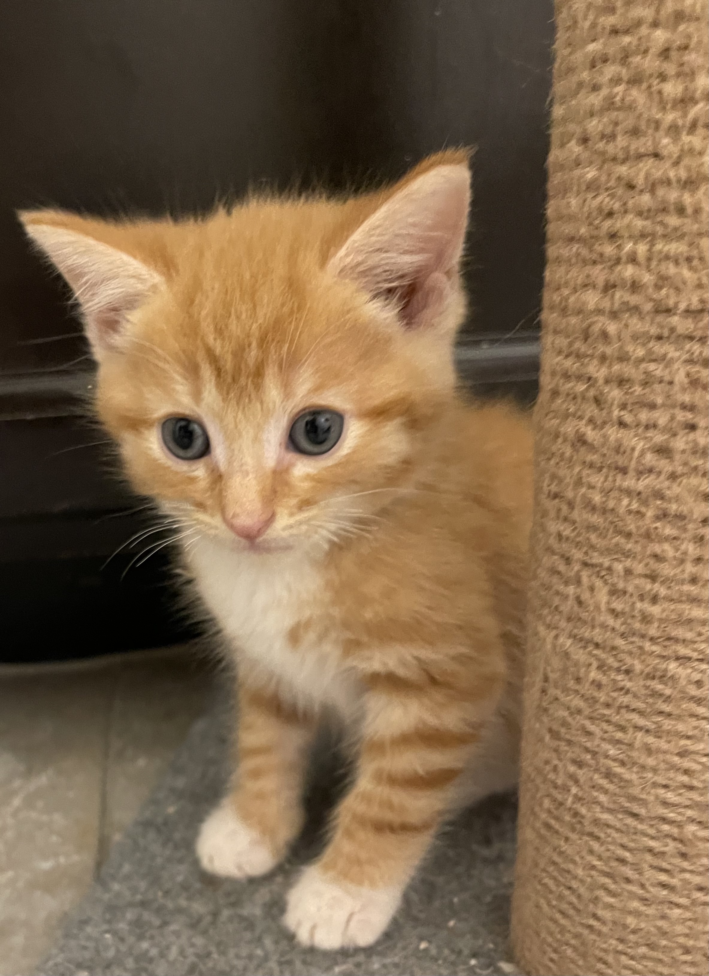 Omalley, a Adopted Tabby in Auburn, GA image 2/3