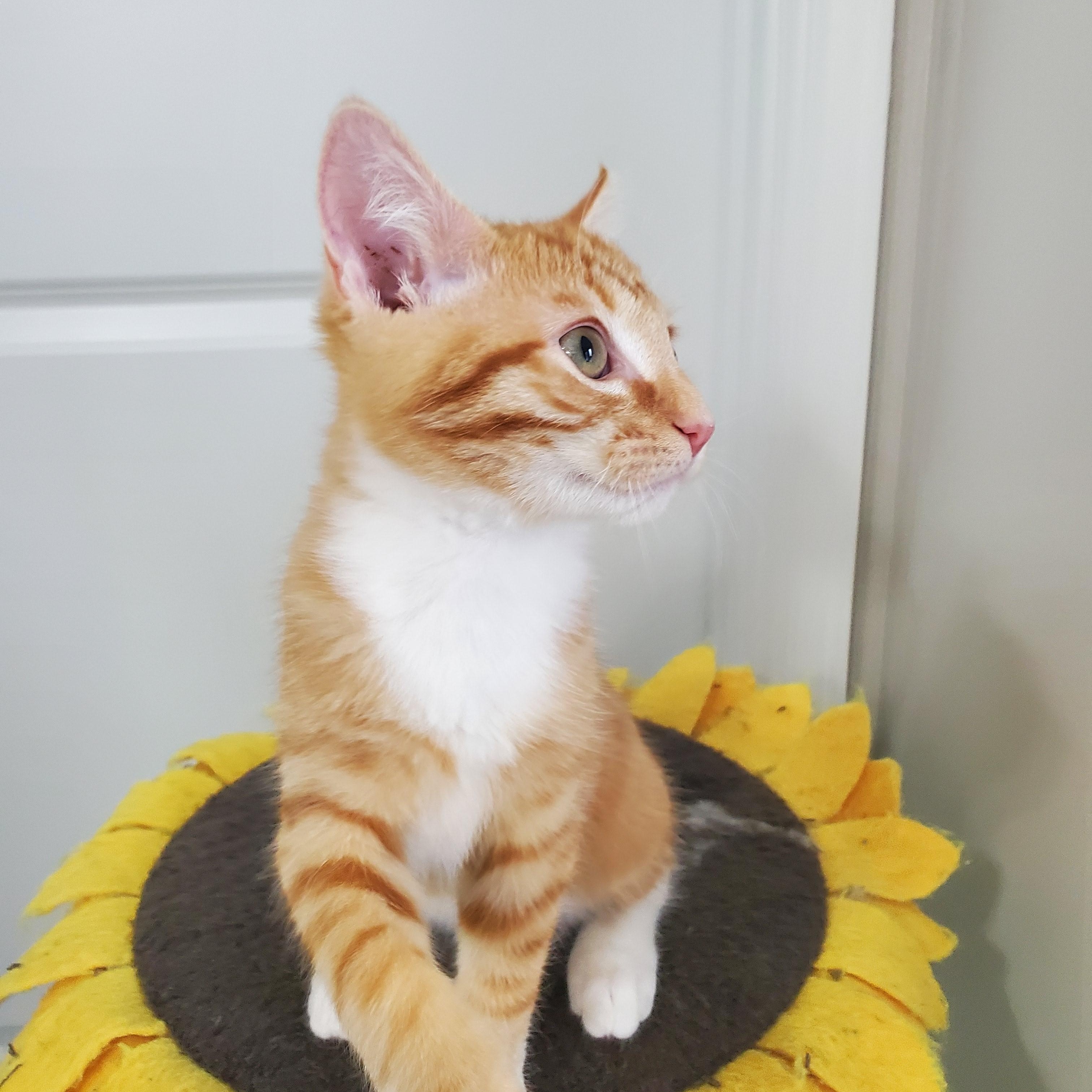 Omalley, a Adopted Tabby in Auburn, GA image 1/3