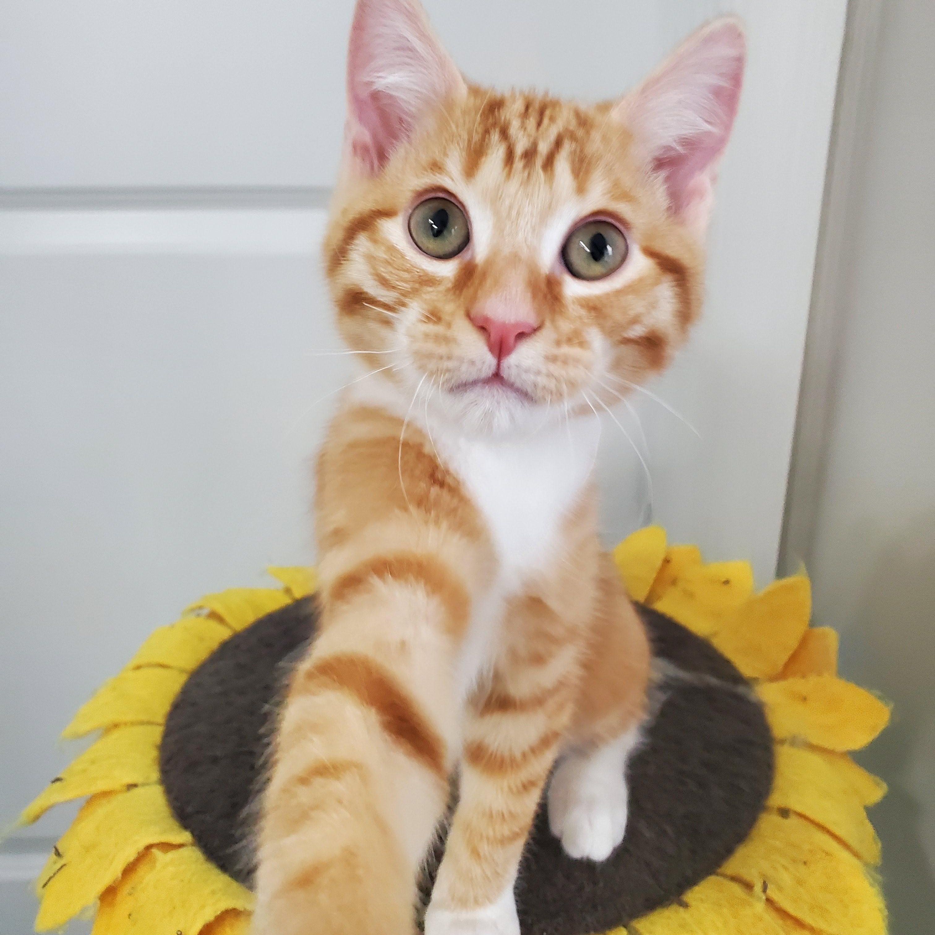 Omalley, a Adopted Tabby in Auburn, GA image 3/3