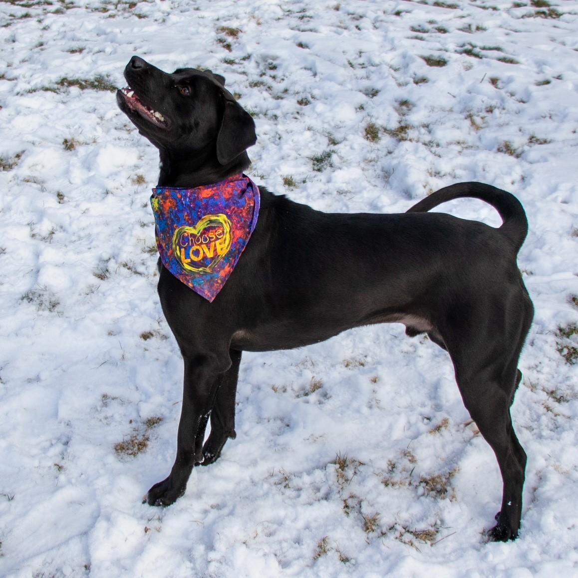 Enlarge Chance, a Adoptable mixed breed in Rensselaer, NY image 2/5