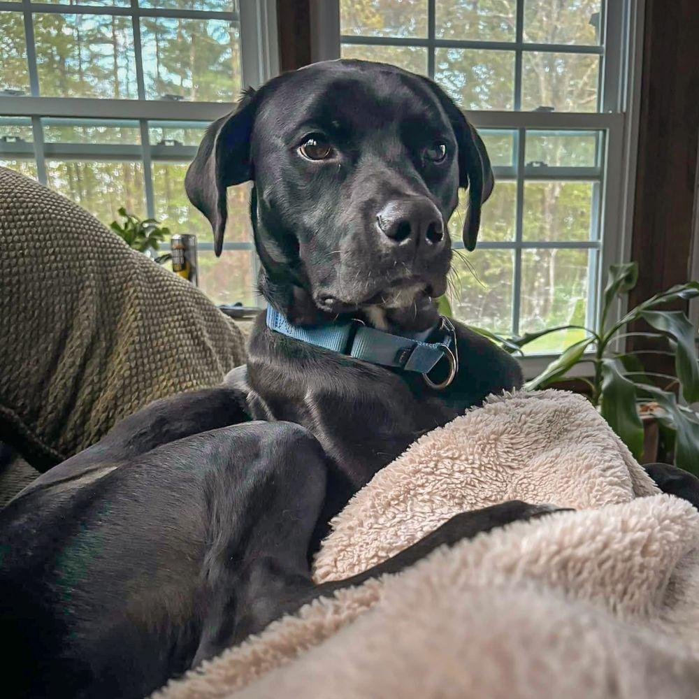 Chance, Adoptable, Adult Male Mixed Breed.