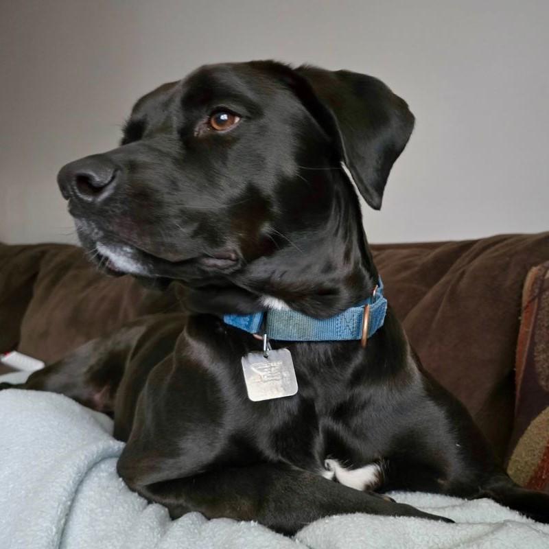 Enlarge Chance, a Adoptable mixed breed in Rensselaer, NY image 1/5