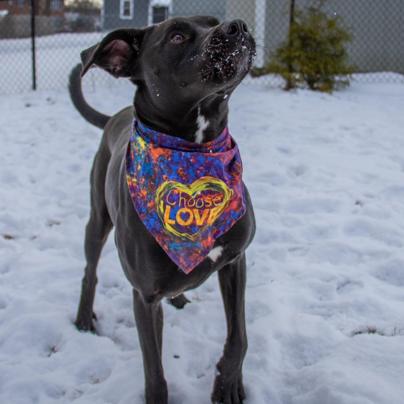 Enlarge Chance, a Adoptable mixed breed in Rensselaer, NY image 4/5