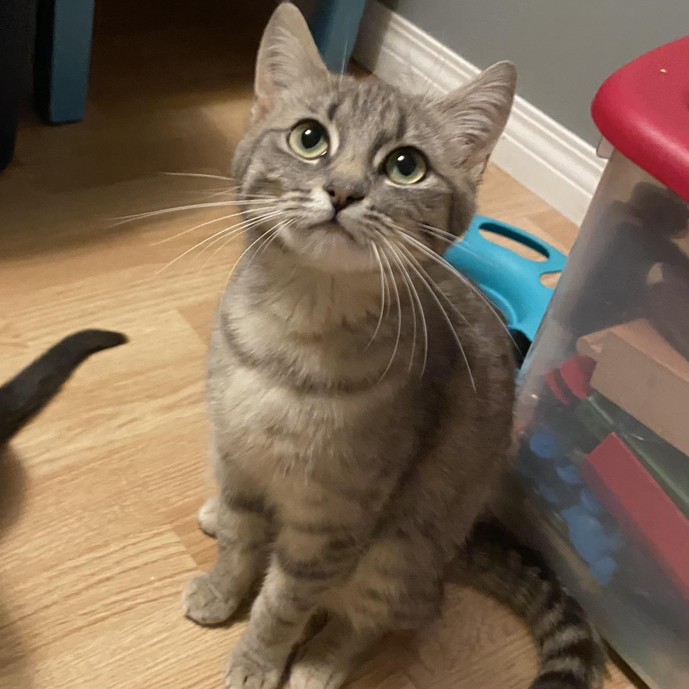 Artemas, Adoptable, Young Female Domestic Short Hair.