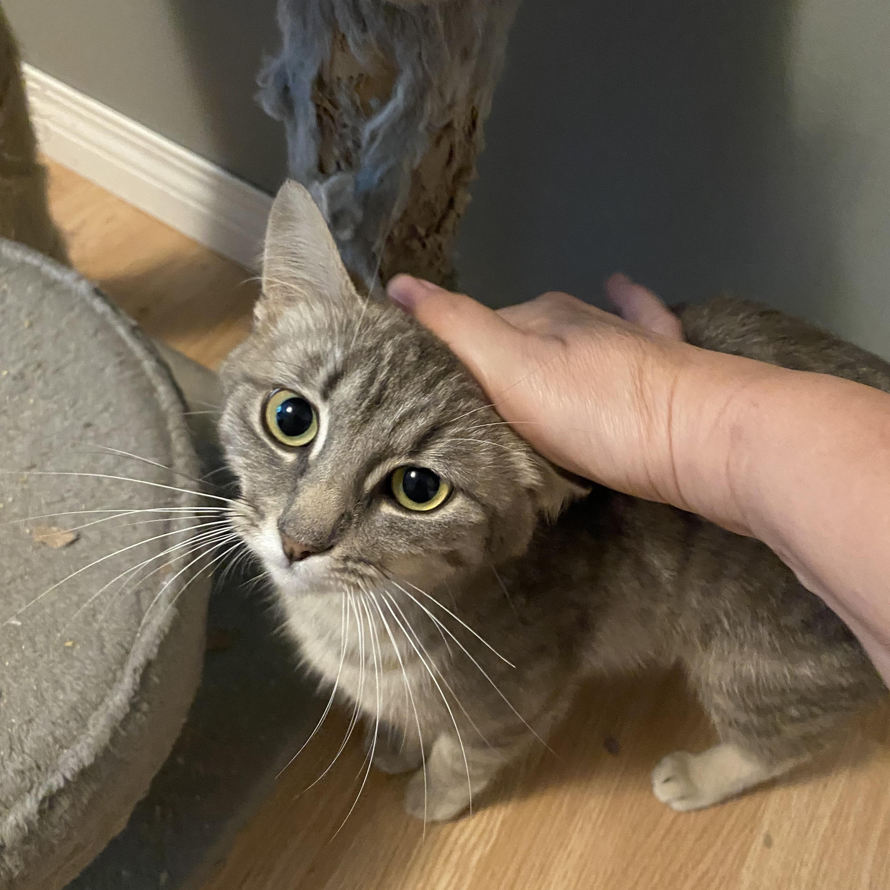 Enlarge Artemas, a Adoptable Domestic Short Hair in Mission, BC image 2/2