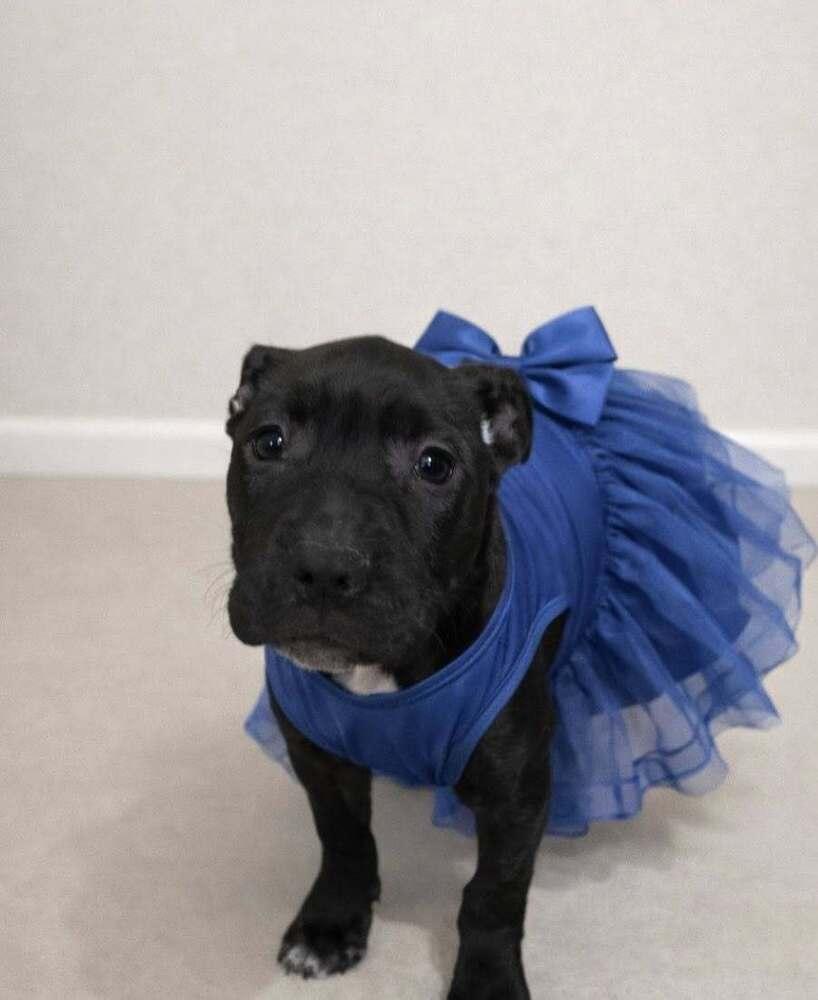 Midnight, a Adoptable mixed breed in Irwin, PA image 2/3