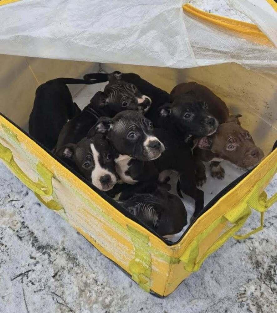 Midnight, a Adoptable mixed breed in Irwin, PA image 3/3