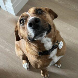 Felice, Adoptable, Senior Female Mixed Breed & Labrador Retriever.