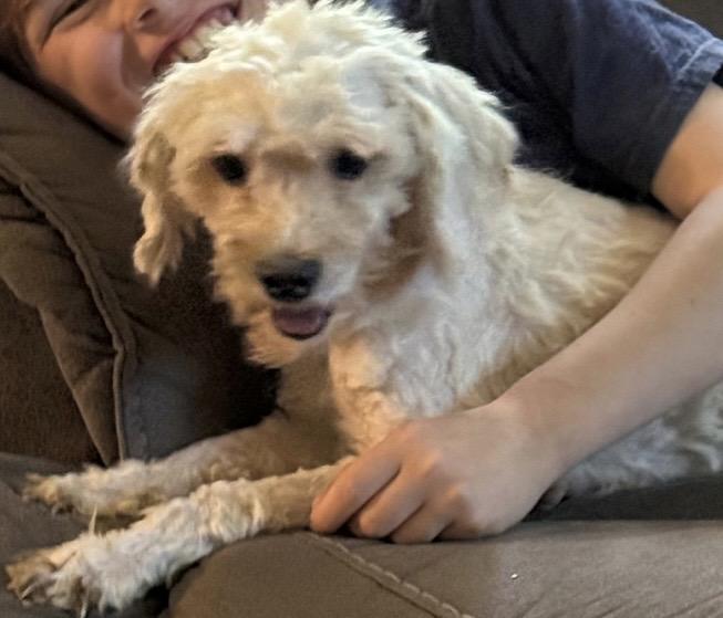 Casper, adopted, Adult Male Miniature Poodle & Miniature Schnauzer.