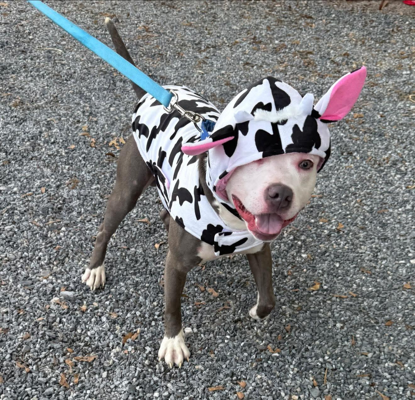 Casper, Adoptable, Young Male American Staffordshire Terrier.