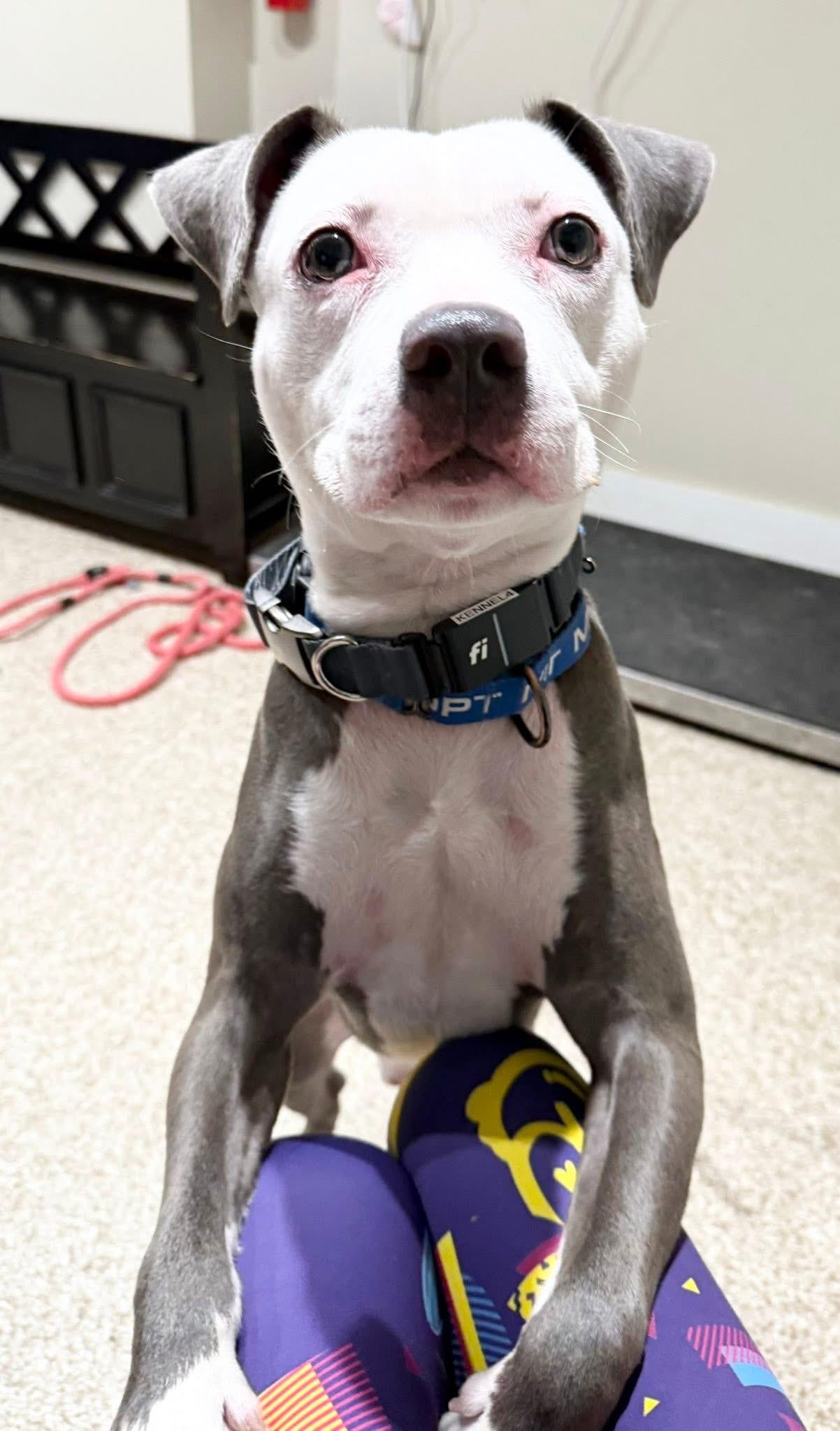 Enlarge Casper, a Adoptable American Staffordshire Terrier in Dillsburg, PA image 1/6