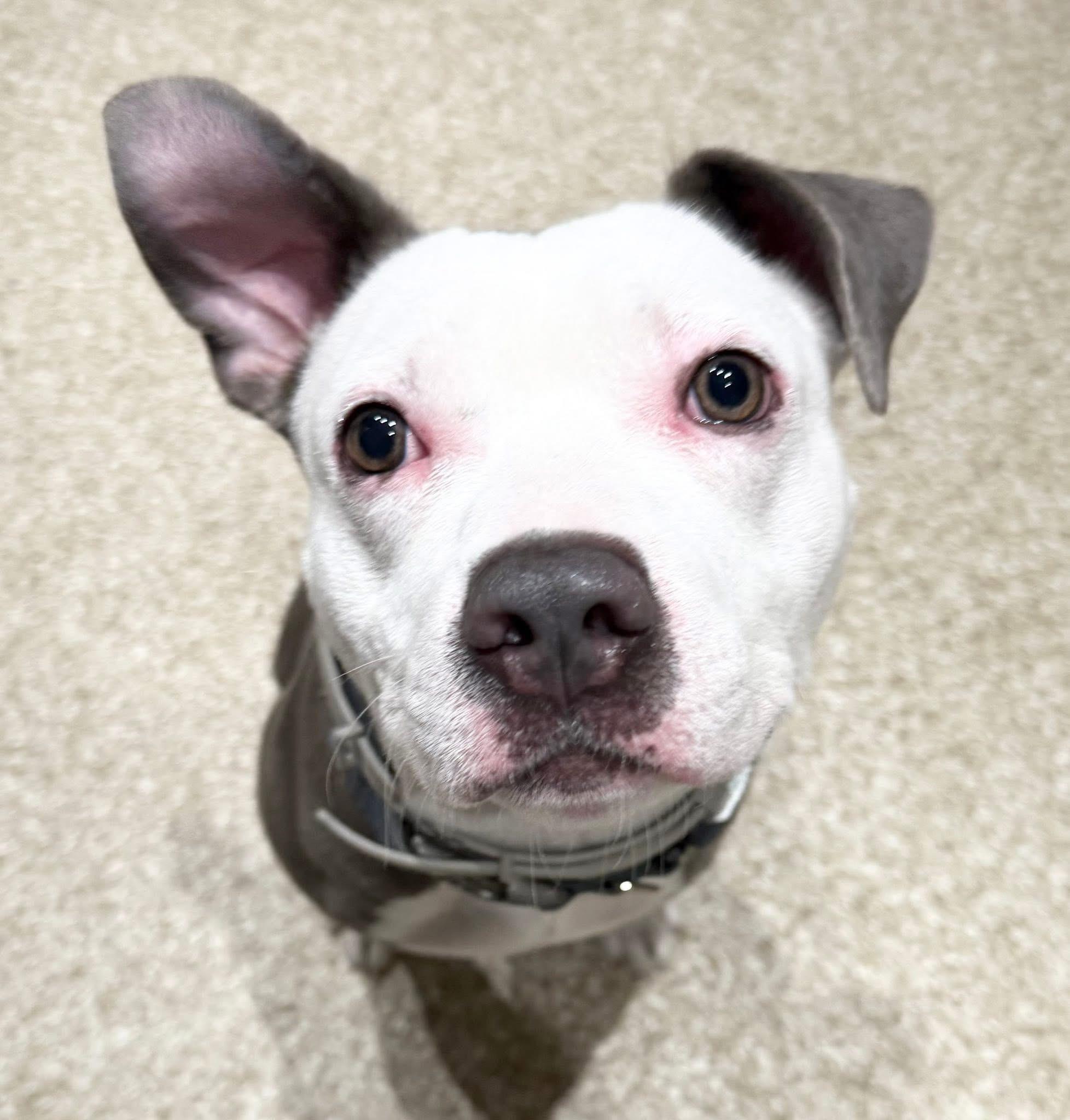 Enlarge Casper, a Adoptable American Staffordshire Terrier in Dillsburg, PA image 2/6