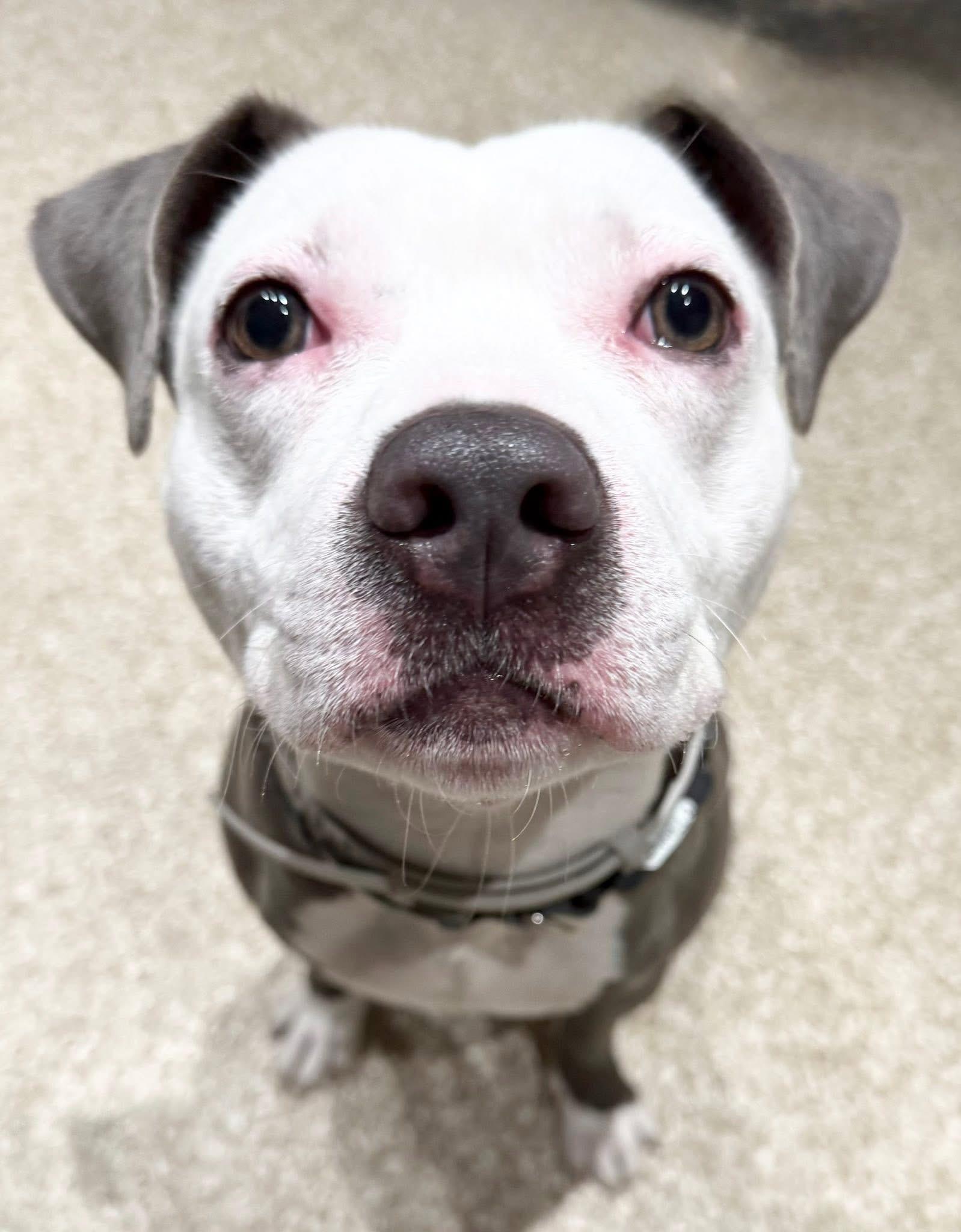 Enlarge Casper, a Adoptable American Staffordshire Terrier in Dillsburg, PA image 3/6