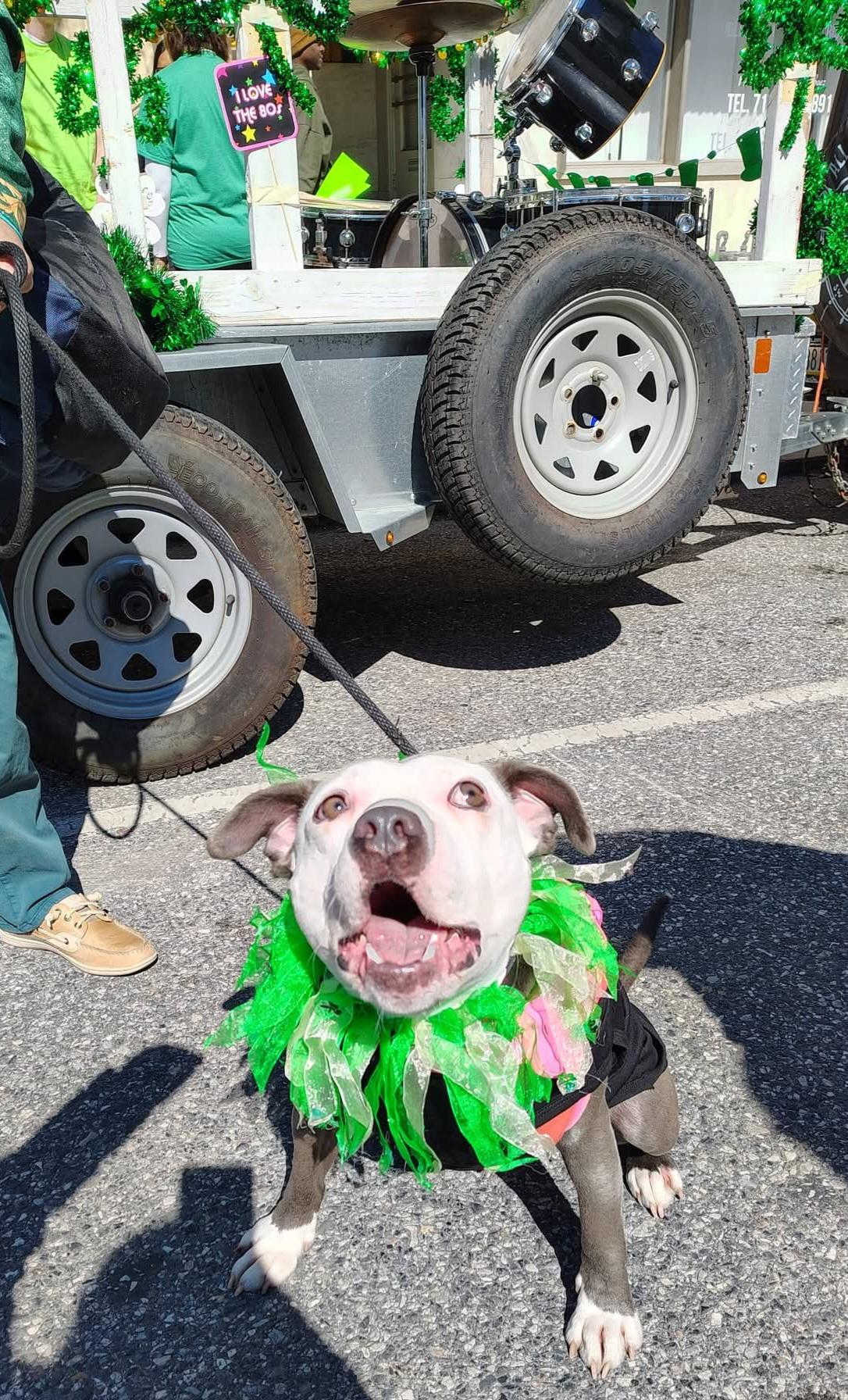 Enlarge Casper, a Adoptable American Staffordshire Terrier in Dillsburg, PA image 2/6
