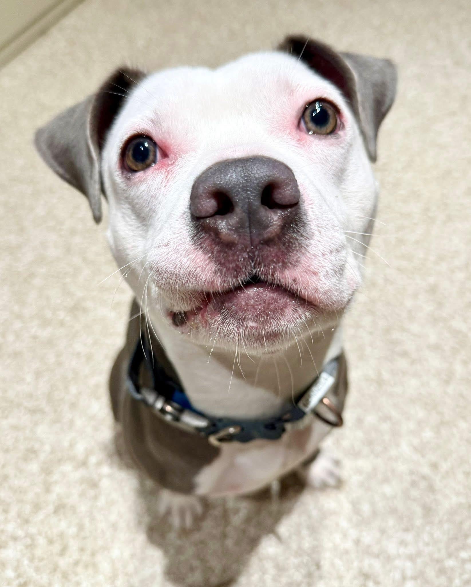 Enlarge Casper, a Adoptable American Staffordshire Terrier in Dillsburg, PA image 4/6