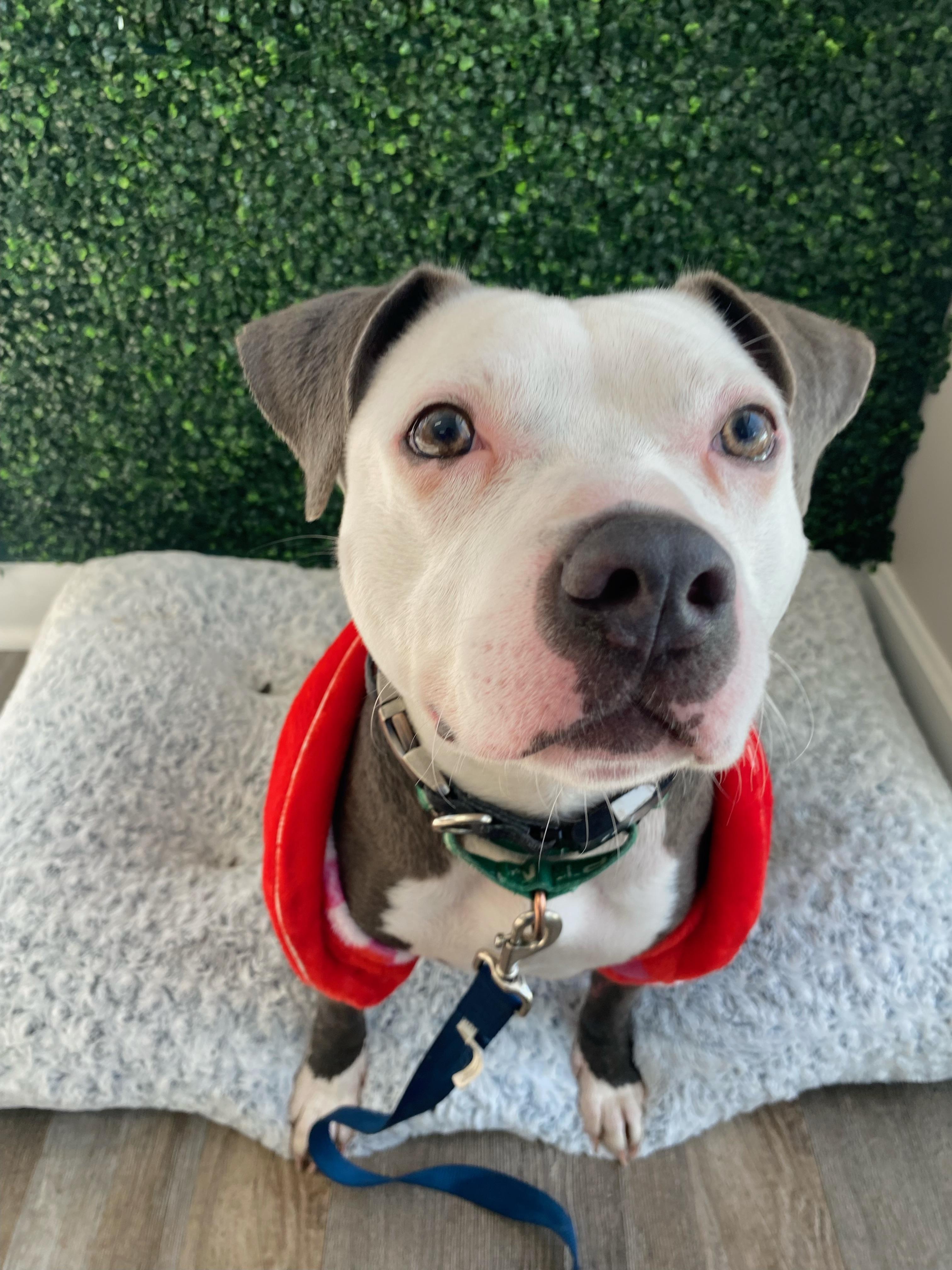 Enlarge Casper, a Adoptable American Staffordshire Terrier in Dillsburg, PA image 4/6
