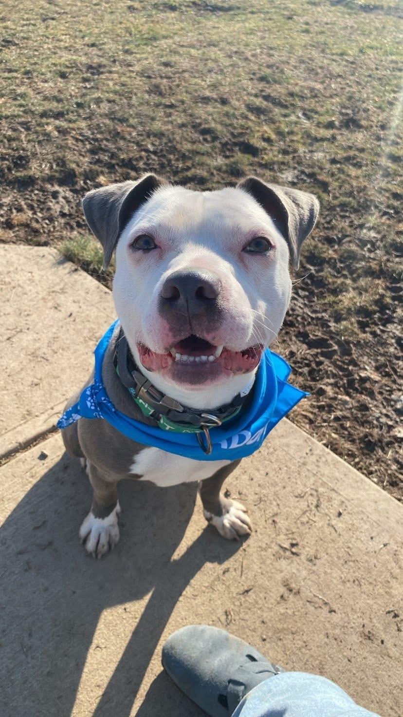 Enlarge Casper, a Adoptable American Staffordshire Terrier in Dillsburg, PA image 4/6