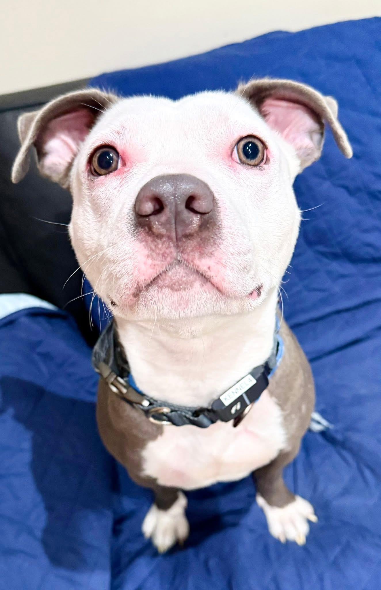 Enlarge Casper, a Adoptable American Staffordshire Terrier in Dillsburg, PA image 5/6